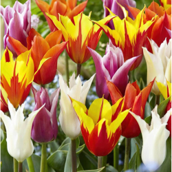 Spring Bulbs Now in Stock! 🌷🌞
