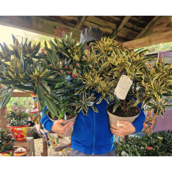 Chunky Rhododendron £24.99 Each 🌺